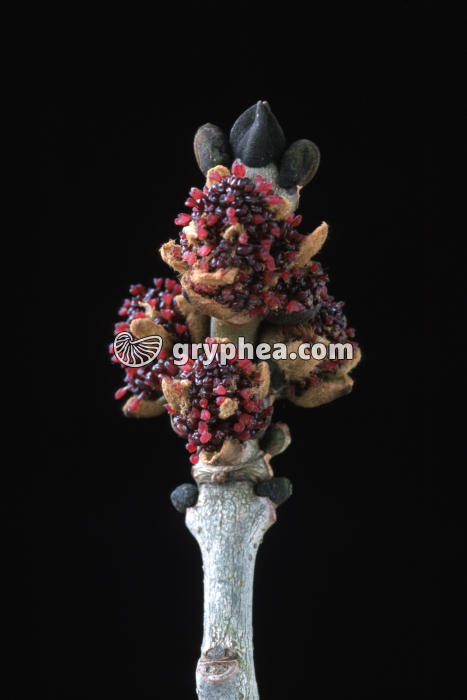 Frêne (Fraxinus excelsior) - fleurs mâles jeunes - gryphea.com